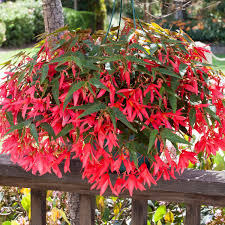 Image result for Begonia lacunosa