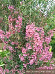 Image result for Karomia tettensis