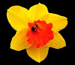 Free Image On Pixabay Daffodil Blossom Bloom Flower Most Beautiful Flowers Beautiful Flowers Daffodils
