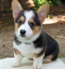 We did not find results for: Lovely Pembroke Walsh Corgi Puppies Now For Fremont Us En Oc2o