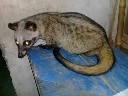 Musang biul ini banyak ditemukan di daerah jawa dan bali. Perbedaan Musang Bulan Musang Pandan Akar Rase Dan Musang Lombok Idnfarmers