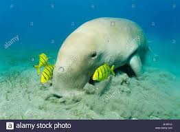They are sometimes called sea cows as they eat large amounts of sea grass. Dugong Dugong Dugon Und Drei Goldenen Trevally Fischen Gnathanodon Speciosus Shaab Marsa Alam Rotes Meer Agypten Afrika Stockfotografie Alamy