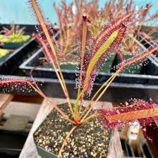 Image result for Drosera pilosa