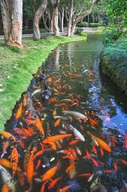 Koi S Koifishponds Backyard Water Feature Fish Ponds Koi Pond Design
