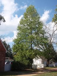 Tuliptree or yellow poplar, is a noble native shade tree with fantastic green and how to grow. Liriodendron Tulipifera Tulip Poplar Tulip Tree Yellow Poplar Yellow Poplar North Carolina Extension Gardener Plant Toolbox