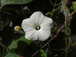 Image result for Ipomoea obscura