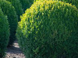 Image result for Buxus