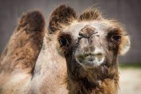 Bactrian camels use it to provide insulation, much like fiberglass insulation between the outer and inner walls of houses. Camel Hair