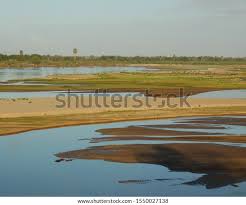 Image result for Glossostelma spathulatum