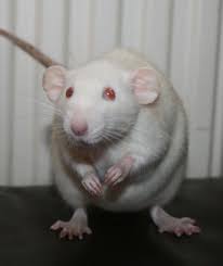 Dreaming a rat in a dream is a sign of a serious problem. Pin On Learn Discover