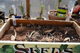 Placing the support pole at this stage saves the roots from being damaged in the future. Propagate Dahlias From Cuttings Flower Patch Farmhouse