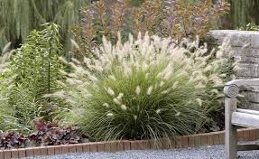 Garten Sitzecke Gestalten Ideen Fur Kleine Und Grosse Garten In 2020 Ziergras Lampenputzergras Kleiner Vorgarten