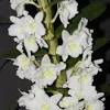 Questa foto è una foto di fiori, giallo, orchidea. 1