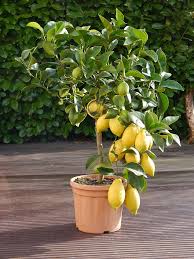 Meine Orangerie Zitronen Baum Zitruspflanzen Topfpflanzen