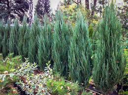 This plant tolerates road salt along roadways and is a hardier version of. Blue Arrow Juniper Trees For Sale The Tree Center