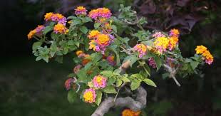 We did not find results for: Bonsai Lantana Liar Cahunit Com