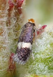 Image result for Stigmella malella