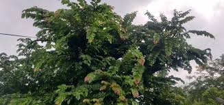 Image result for Grewia trichocarpa