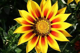 La margherita è un fiore vigoroso e si adatta ad ogni tipo di realizzazione, sia come fiore focale che come fiore di supporto. Gazania Gazania Uniflora Piante Annuali Come Coltivare La Gazania