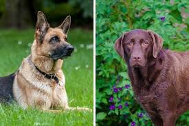 We did not find results for: German Shepherd Vs Labrador Retriever My Dog S Name