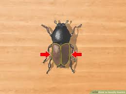 3 Ways To Identify Beetles Wikihow