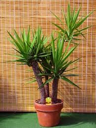 Letakkan pokok ini dalam 100 kaki persegi di dalam rumah dan biarkan ia lakukan proses purifikasi udara secara semula jadi. Pokok Hiasan Dalam Rumah Tetap Cantik Dan Segar Menanam Tanaman Indoor Tanaman Dalam Ruangan