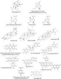 Image result for Anthospermum usambarense