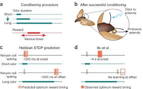 Image result for Olfactory Training