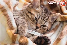 Dengan melakukan cara dibawah ini, akan membuat flu pada kucing cepat sembuh. Bagaimana Untuk Memahami Bahawa Kucing Mempunyai Demam