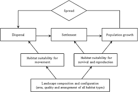 We are a well organized company who pays attention to detail. Landscape Effects On The Spread Of Invasive Species Springerlink