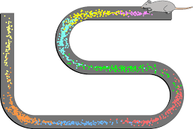 Animal cells contain organelles known as centrioles, which are not present in plant cells. Place Cell Wikipedia