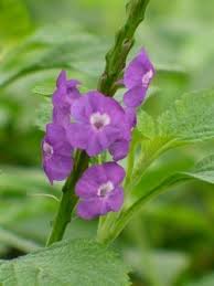 Image result for Stachytarpheta