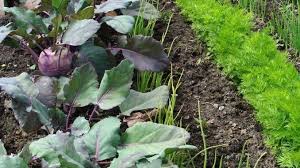 Fruchtfolge Und Mischkultur Im Garten Frag Mutti Mischkultur Garten Garten Bepflanzen