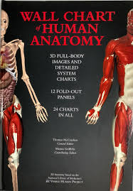 Wall Chart Of Human Anatomy 3d Dull Body Images And
