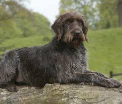 5 Reasons A Wirehaired Pointing Griffon Is The Right Dog Breed For You Griffon Dog Wirehaired Pointing Griffon Dog Breeds