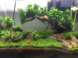 Bonsai Driftwood Best Choice For Aquarium Terrarium Decoration Tree Shrimp Tank Aquascape Design Aquarium