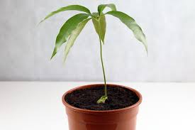 Mangobaum Zuchten So Ziehen Und Pflegen Sie Die Pflanze Richtig Mango Pflanzen Pflanzen Mangobaum