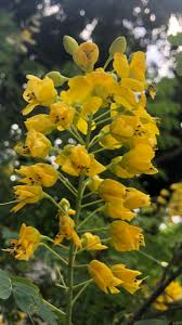 Mexican Bird Of Paradise In Pot Mexican Bird Of Paradise In Bloom By The Fountain On The Edison Property Thomas Edison Henry Ford Historic Birds Of Paradise Garden Paradise