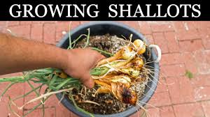 Shallots are members of the onion family and taste great. How To Grow Shallots Growing Shallots In Containers A Complete Guide Youtube