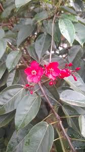 Image result for Globimetula mweroensis