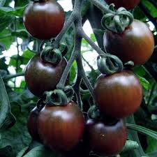 Graines Tomate Cerise Black Opal Graine De Tomate Tomates Cerises Tomates