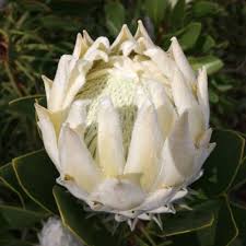 Image result for Protea rupestris