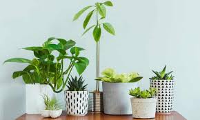 First time buyers get 10% off, how lovely. Indoor Plant Sales Boom Reflecting Urbanisation And Design Trends Interiors The Guardian