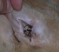 Image result for what do otodectes cynotis look like in dog fur