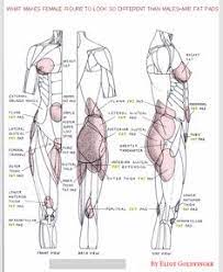 Diagram demonstrating the inferior view of the muscles of the female pelvis. 84 Hip Anatomy Ideas Anatomy Anatomy Drawing Anatomy Reference