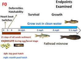 Rosy red minnow care is pretty darn easy. Long Term Effects Of An Early Life Exposure Of Fathead Minnows To Sediments Containing Bitumen Part I Survival Deformities And Growth Sciencedirect