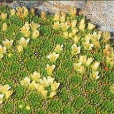 Image result for Emilia caespitosa