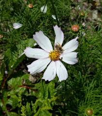 The wildflowers attract birds, bees, and butterflies and make excellent cut flowers. Growing A Bee Garden In Southern California Greg Alder S Yard Posts Southern California Food Gardening