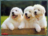 Berikut admin teknorus share wallpaper hewan yang lucu lucu. 100 Ide Anjing Lucu Di 2021 Anjing Lucu Anjing Lucu