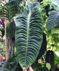 Tennessee Tropicals On Instagram The Rare Anthurium Veitchii Makes A Rare Appearance In Today S Restock 3 23 Anthurium Plant Anthurium Greenhouse Plants